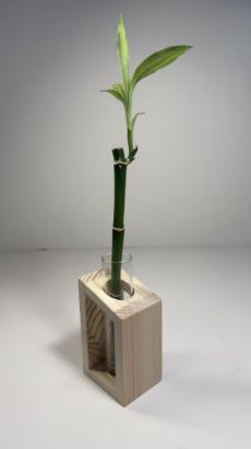 صورة نبتة البامبو